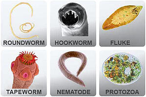 Parasites-SecondNatureCare